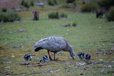 Postmans Cottage - Flinders Chase National Park - Accommodation Perth 6