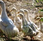 Duck Duck Goose Bed and Breakfast - Accommodation Perth