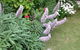 Padthaway Caravan Park - thumb 7