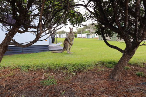 Anglesea Family Caravan Park - Accommodation Perth 3