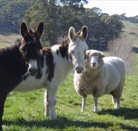 Avaleigh Elms Farmstay - Perth Resorts
