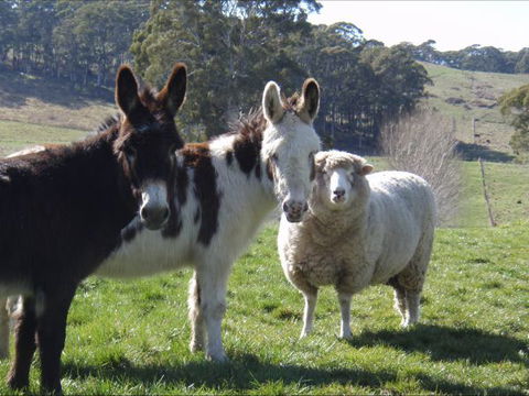 Avaleigh Elms Farmstay - Accommodation Perth 0