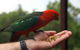 Barrington Tops Escapes - thumb 0