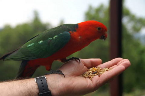 Barrington Tops Escapes - Accommodation Perth 0
