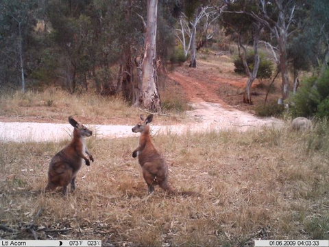 Beetaloo Grove - Accommodation Perth 3