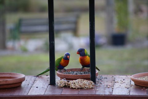 BellbirdHill Bed And Breakfast - Accommodation Perth 9