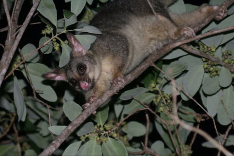 Bush Oasis Caravan Park - Accommodation Perth 6