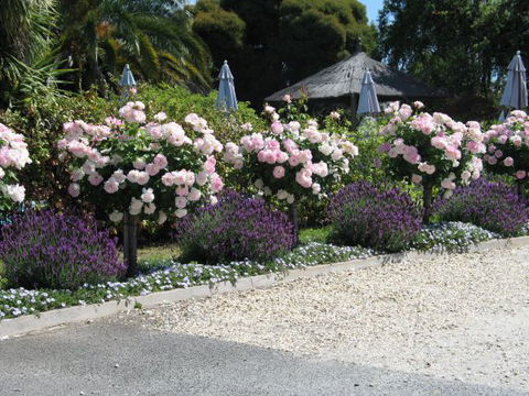 Golden Chain Wine Village Motor Inn - Perth Resorts 4