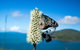 Keswick Island Camping And Glamping - thumb 7