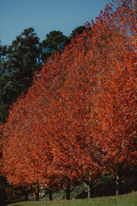 Dennarque Estate - Perth Resorts 6