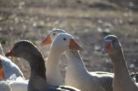 Goat Rock Camping Ground And Tourist Park - Perth Resorts 8