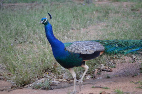 Goat Rock Camping Ground And Tourist Park - Perth Resorts 9