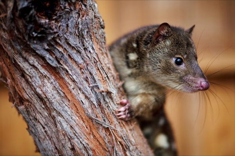 Great Ocean Ecolodge - Accommodation Perth 4