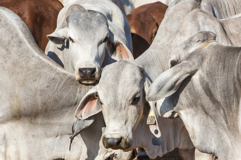 Bullo River Station - Accommodation Perth 1