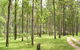 Nymboida River Campground - thumb 0