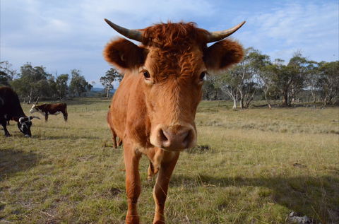 Old Minton Farmstay - Accommodation Perth 2