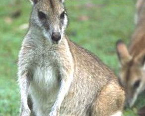Koala Villas And Caravan Park - Perth Resorts 5