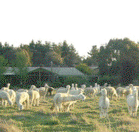 Glenhope Alpacas Self Contained Bb/farmstay - Accommodation Perth