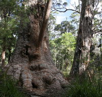 Valley of the Giants Cottage - Accommodation Perth