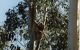 Bush Haven - thumb 1