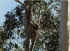 Bush Haven - Accommodation Perth 1