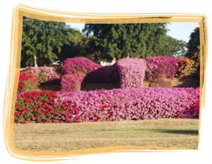 Capricorn Holiday Park - Accommodation Perth 3