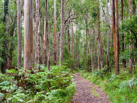 Blue Gum Flat Campground - Accommodation Perth 1