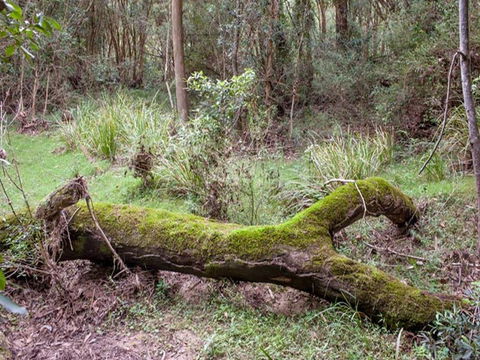 Blue Gum Flat Campground - Accommodation Perth 2