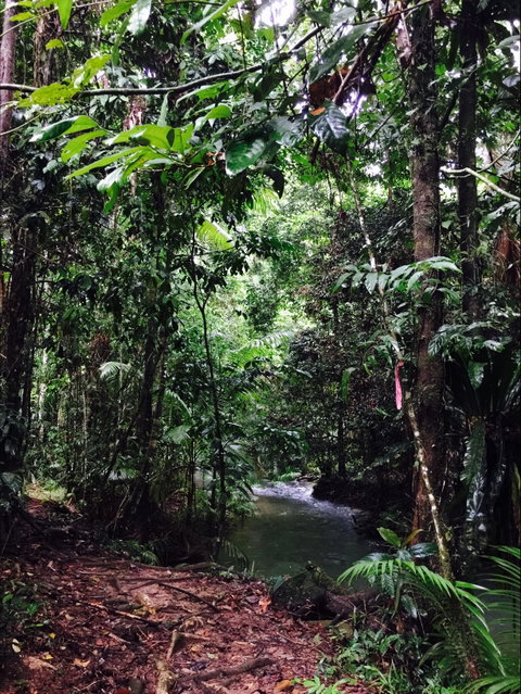 Daintree Wilderness Lodge - Accommodation Perth 2