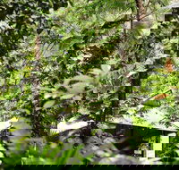 Daintree Ecolodge - Accommodation Perth