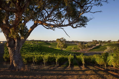 Longview Vineyard Accommodation - Accommodation Perth 2