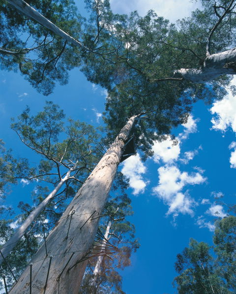 Drafty's Camp At Warren National Park - Accommodation Perth 2