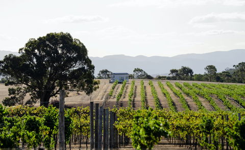 Hounds Run Vineyard - Accommodation Perth 1