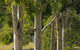 Stringybark Cottages - thumb 0