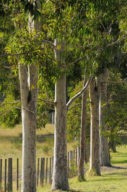 Stringybark Cottages - Accommodation Perth 0