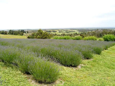 Serendipity Lavender Farm - Accommodation Perth 1