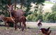 Carolins Organic Farm - thumb 4