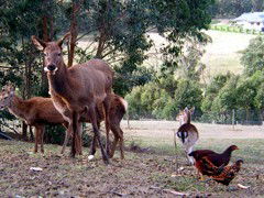 Carolins Organic Farm - Accommodation Perth 4