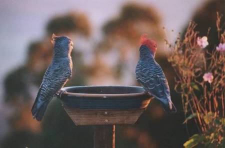 Lyrebird Cottages - Accommodation Perth 2