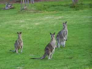 Sunway Farm B And B And Tours - Accommodation Perth 1