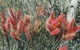Wartook Gardens - thumb 2
