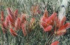 Wartook Gardens - Accommodation Perth 2