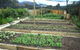 Wartook Gardens - thumb 3