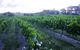 Glen Erin At Lancefield - thumb 3