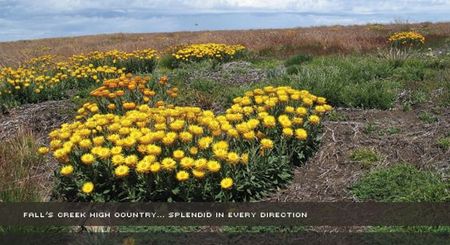 Alpine View Apartments - Accommodation Perth 0