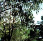 Mallacootas Shady Gully Caravan Park - Accommodation Perth