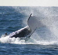 Whale Watching Sydney - Perth Resorts