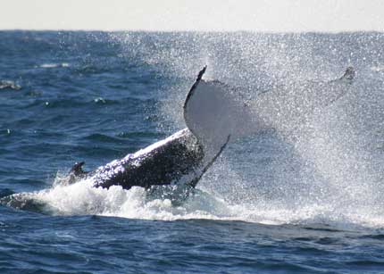 Whale Watching Sydney - Perth Resorts 0