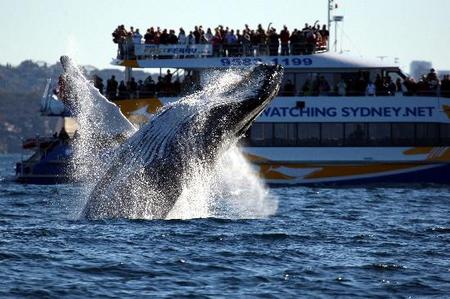 Whale Watching Sydney - Perth Resorts 1