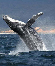 Whale Watching Sydney - Perth Resorts 2